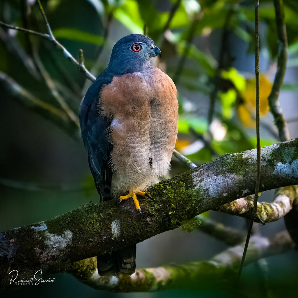 Double-toothed Kite