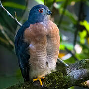 Double-toothed Kite