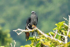 Plumbeous Kite