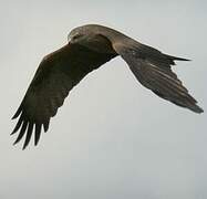 Black Kite