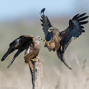 Black Kite