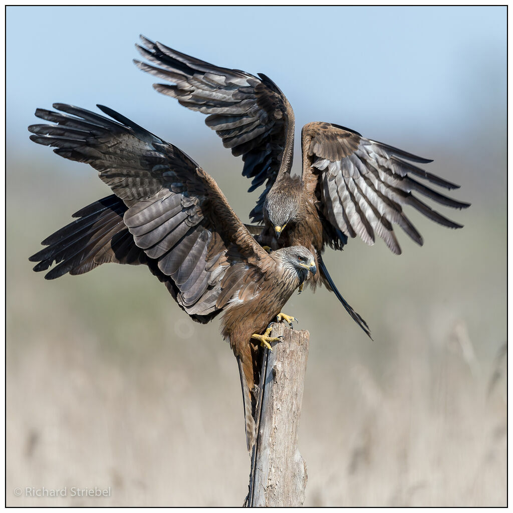 Black Kite , Behaviour