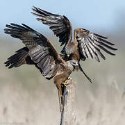 Black Kite