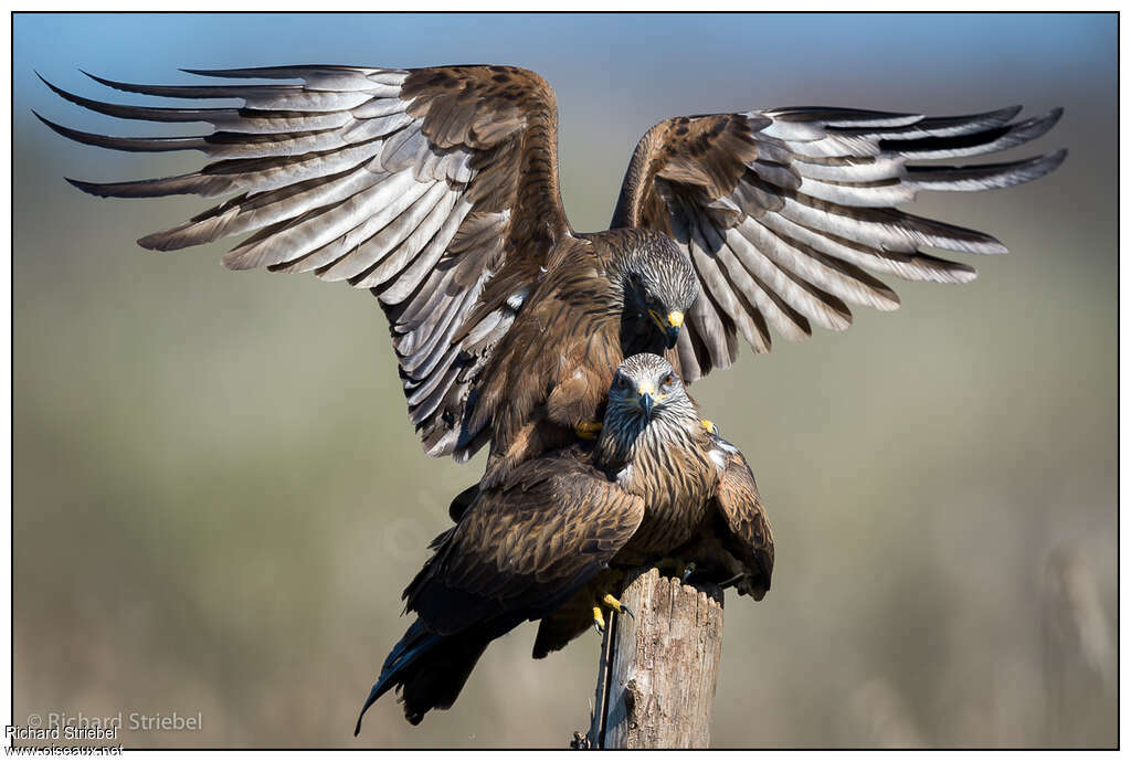 Black Kiteadult, pigmentation, mating.