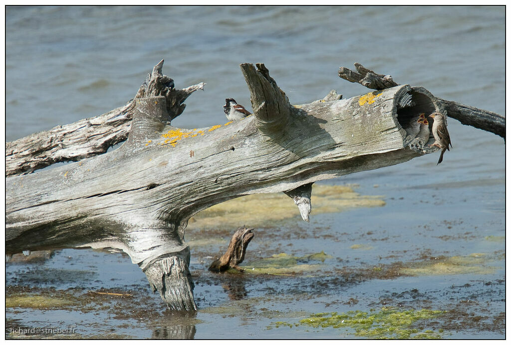 House Sparrow, Reproduction-nesting, Behaviour