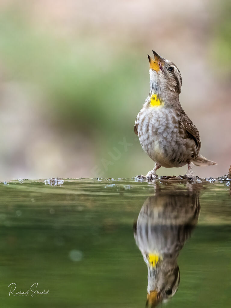 Rock Sparrowadult, drinks