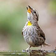 Rock Sparrow