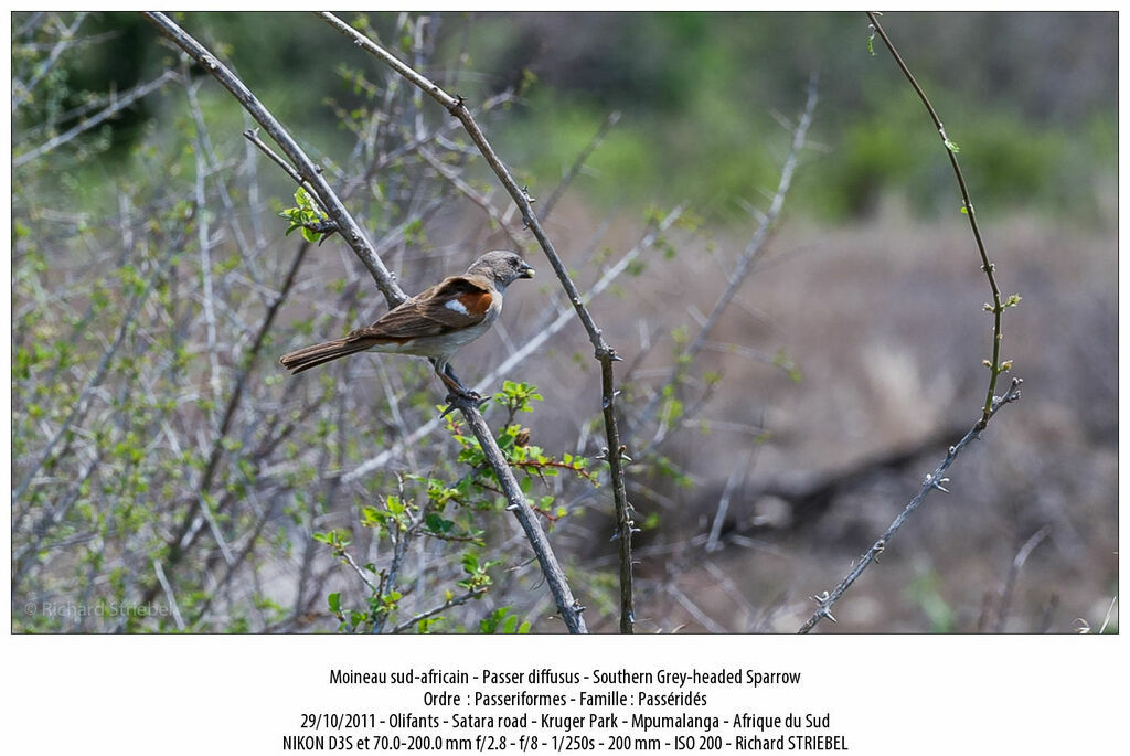 Southern Grey-headed Sparrow