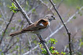 Moineau sud-africain