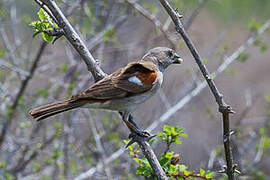 Southern Grey-headed Sparrow