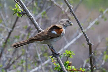 Moineau sud-africain