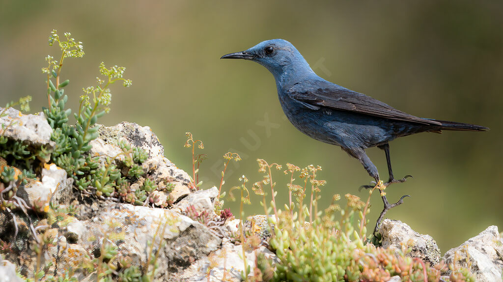 Monticole bleuadulte