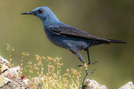 Blue Rock Thrush