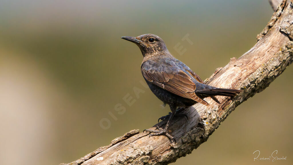 Blue Rock Thrush female