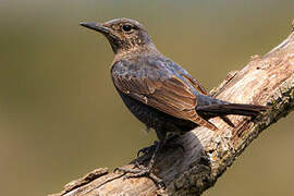 Blue Rock Thrush