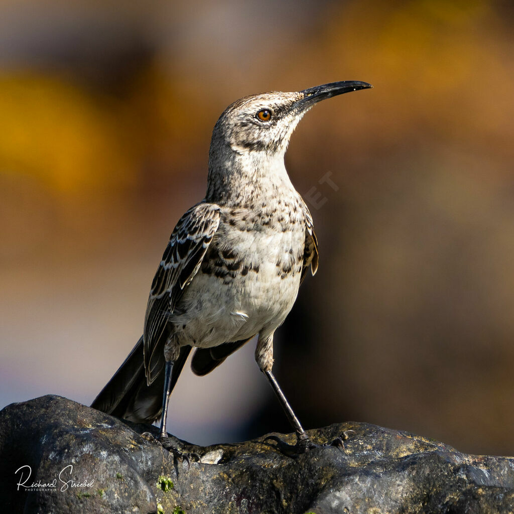 Espanola Mockingbird