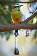 Motmot à sourcils bleus