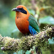 Rufous Motmot