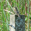 Moucherolle des aulnes
