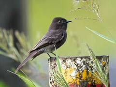 Black Phoebe