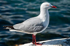 Mouette argentée