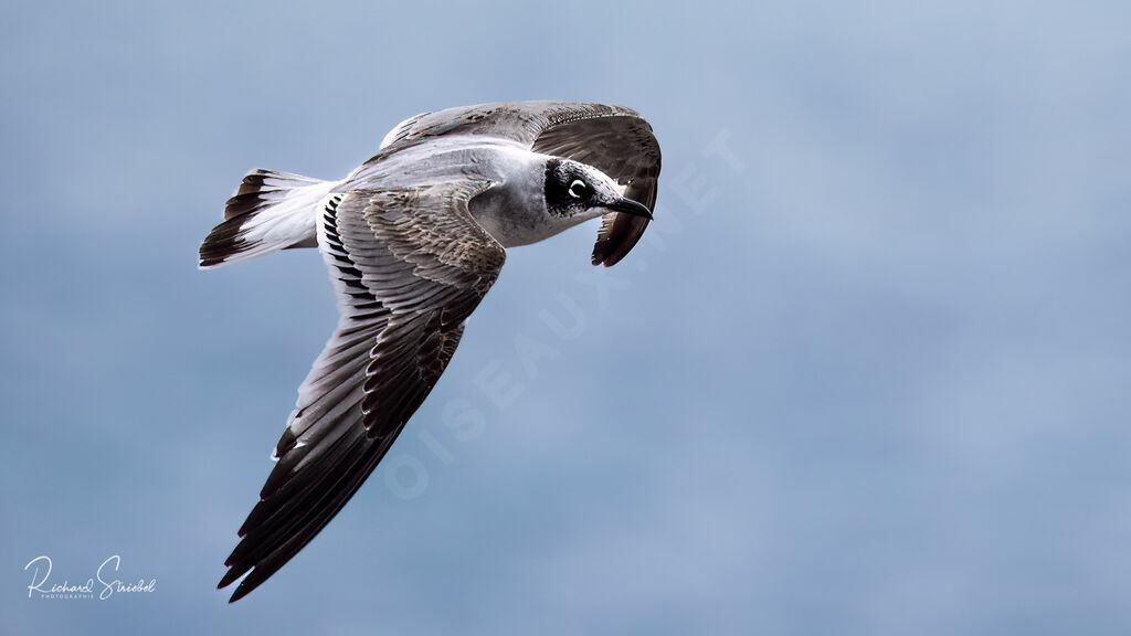 Franklin's Gull