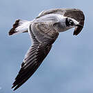 Mouette de Franklin