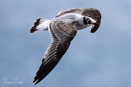 Franklin's Gull