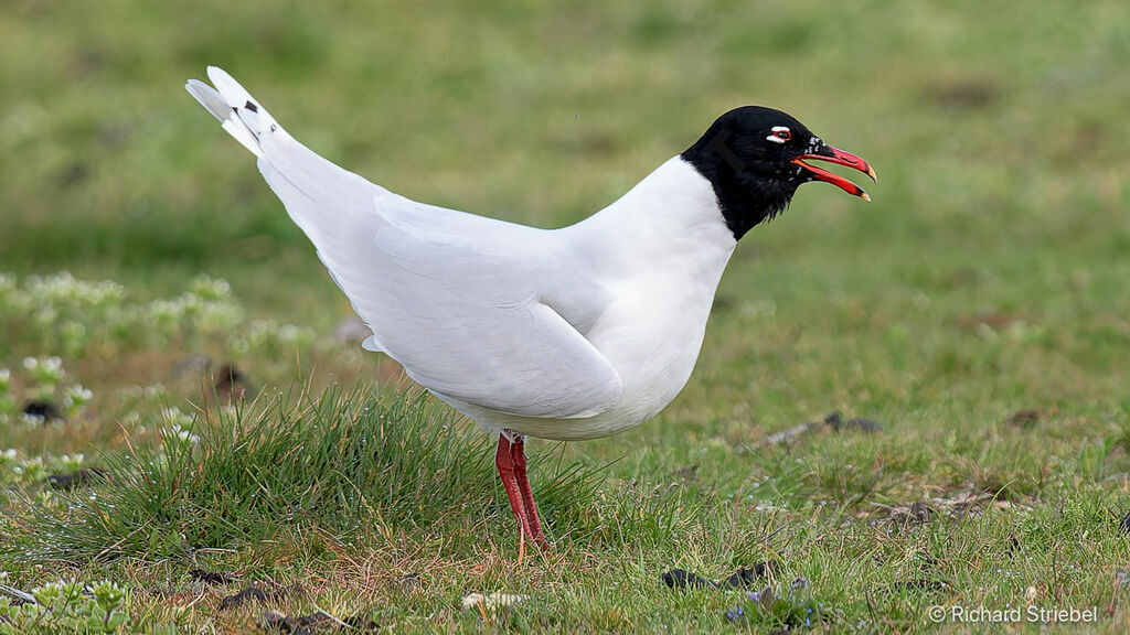 Mediterranean Gull