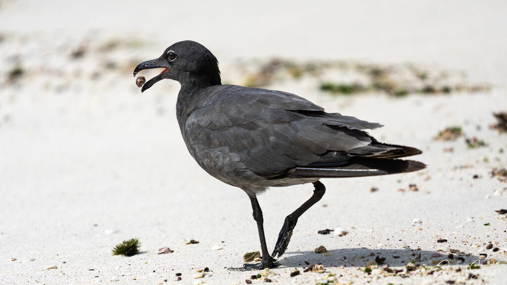 Mouette obscureadulte, régime, mange