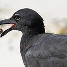 Mouette obscure