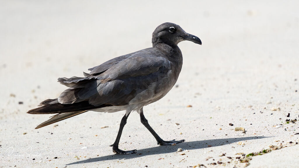 Lava Gull