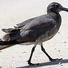 Mouette obscure