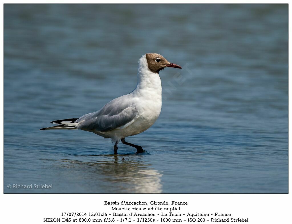 Black-headed Gulladult breeding