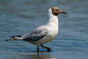 Mouette rieuse