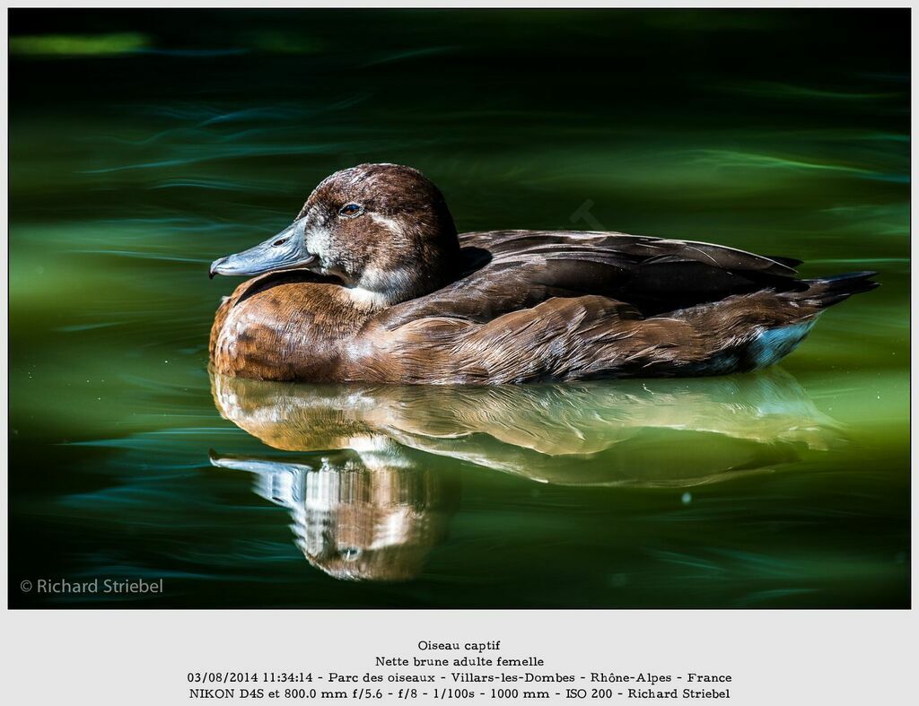 Southern Pochard female adult