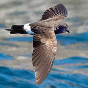 Elliot's Storm Petrel