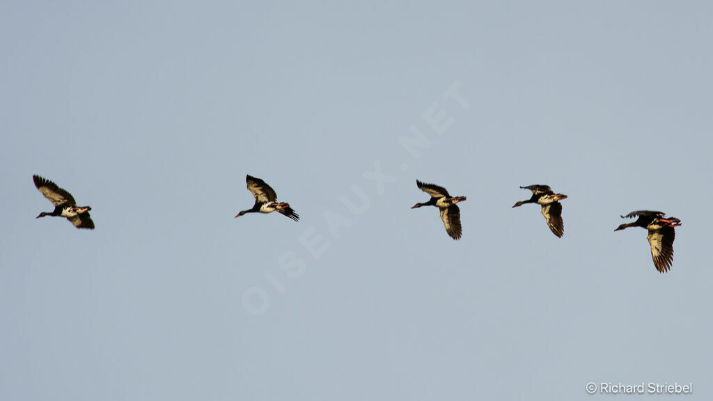 Spur-winged Goose