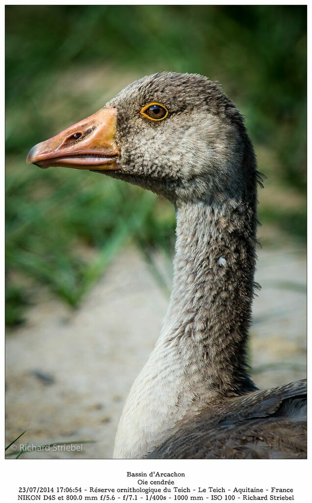 Greylag Goose