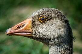 Greylag Goose