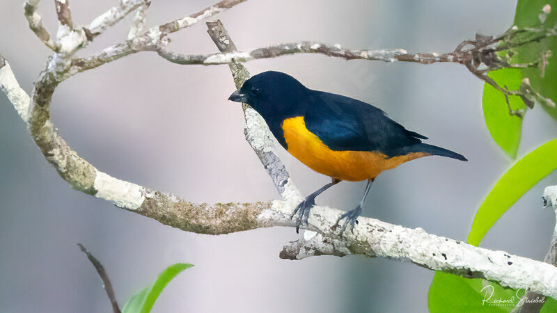 Rufous-bellied Euphonia male adult
