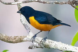 Rufous-bellied Euphonia