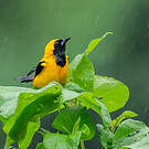 Oriole noir et or