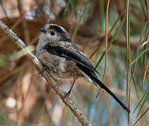 Long-tailed Tit