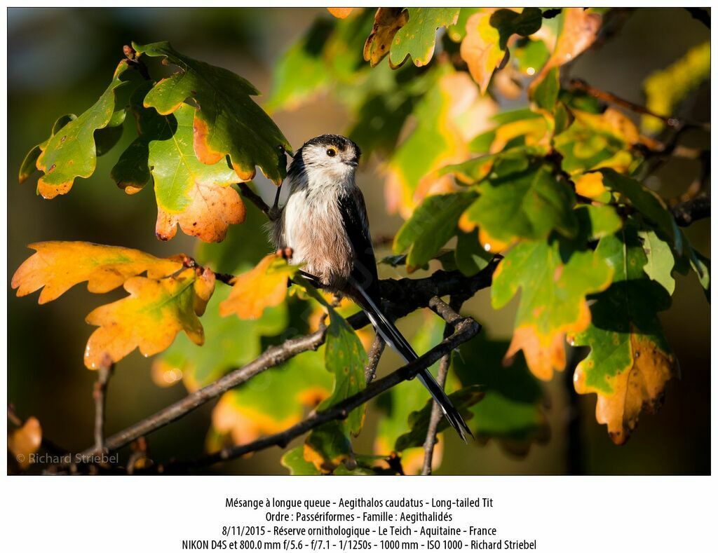 Long-tailed Tit