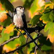 Long-tailed Tit