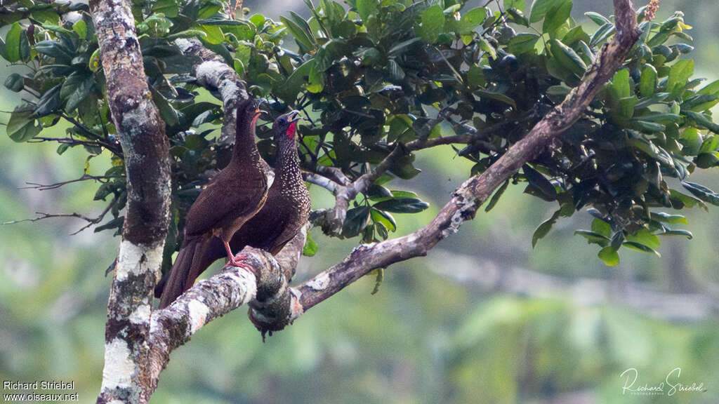 Speckled Chachalacaadult