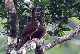 Speckled Chachalaca