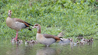 Egyptian Goose