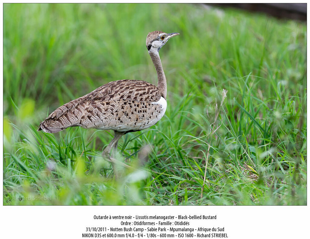 Black-bellied Bustard